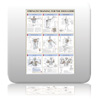 Chart - Strength Tra...